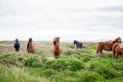 El proyecto permitirá también analizar el comportamiento del caballo en un estado natural, en el que se desenvolverá en manada.