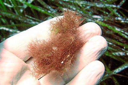 Acrothamnion preissii. De tallos rojizos, procede del Indo-Pacífico, puede ser mortal para los rizomas de posidonia