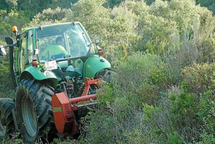 El aprovechamiento en pinares debe ser de entre 25 y 35 toneladas por hectárea de biomasa en verde