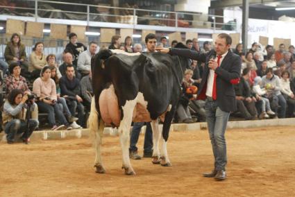 La vaca ganadora Goldwyn Jara