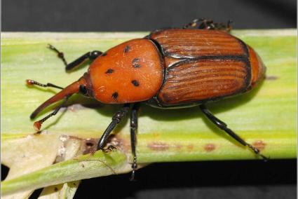 Un ejemplar de picudo rojo