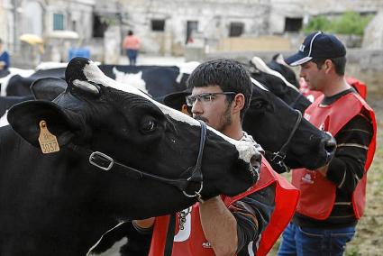 Las clases prácticas se imparten sobre las novillas, vacas intermedias y adultas de las fincas que crían la raza frisona