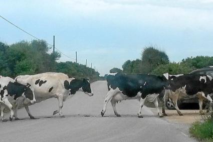 Menorca Alaior camino cami den Kane vacas cruzando la calzada sorpren