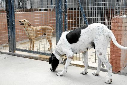 Con el buen tiempo, en los centros de acogida de Maó y Ciutadella se acumulan perros perdidos