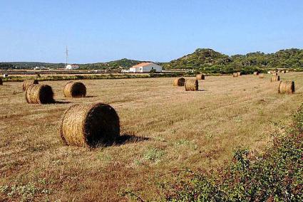 Balas de paja en el campo menorquín y al fondo, una explotación agrícola.