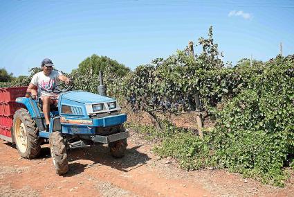 La finca de Binitord ha augmentat la plantació