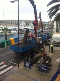 Las palmeras afectadas estaban frente al Club Marítimo.