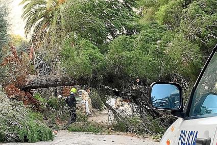 El pino atravesó la calle y su retirada fue muy laboriosa.