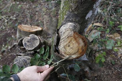 MENORCA - Empieza la toma demuestras en la Isla ante la plaga de 'xylella fastidiosa'