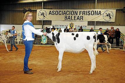 ALAIOR - Los ganaderos menorquines exhiben su potencial en la Fira del Camp de Alaior.