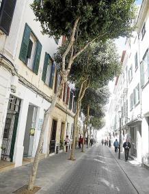 La mitad, fuera. En el Camí des Castell, los alcorques son demasiado pequeños y al ser la calle estrecha, los árboles se podan d