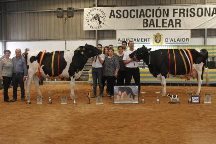 ALAIOR. FERIAS. feria del campo concurso ganado vacuno frison entrega premios