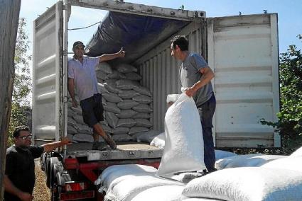 Ahir, a la localitat catalana de Reus, en el moment de carregar el camió amb els sacs d’avellanes.