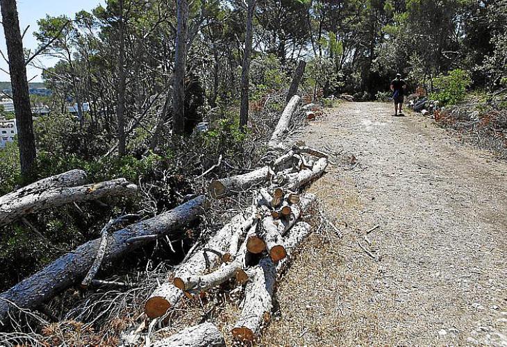 Varios árboles arrancados y otros cortados permanecen en la zona a la espera de ser retirados.