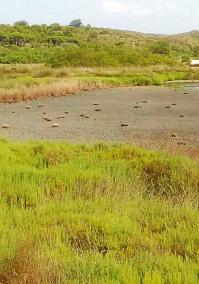 La Albufera de Es Grau refleja la escasez de lluvias