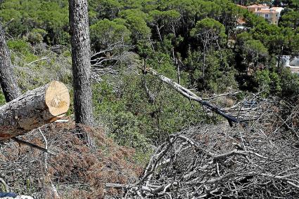 Imagen de los restos del «cap de fibló» que aún permanecen en la zona de Cala Galdana y que serán retirados en septiembre