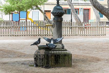 Un trío de palomas se acerca a beber a una fuente ubicada en el centro de Ciutadella.