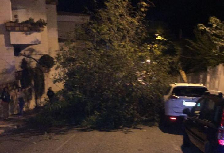 Un árbol obstruye la cuesta de Corea en Maó la noche de este sábado