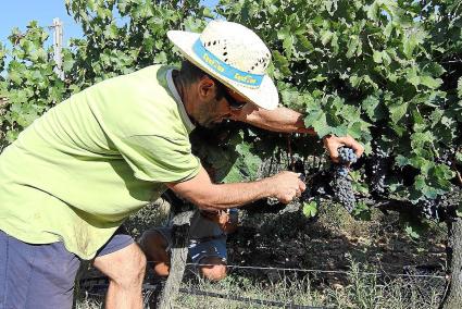 Els rems blancs de Sa Forana es van recollir primer, des de mitjans d’agost. Ara ja només hi resta la varietat de Cabernet Sauvi