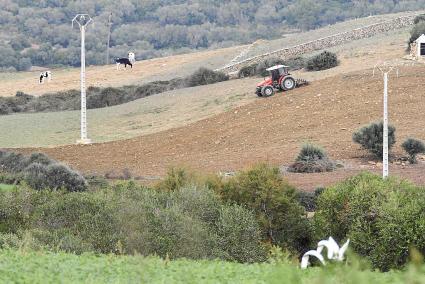 Algunas vacas pacen en una finca de la Isla, donde el verde reaparece tardío este otoño.