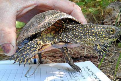 La tortuga de agua autóctona, Emys orbicularis, puede acabar siendo desplazada por otras especies americanas