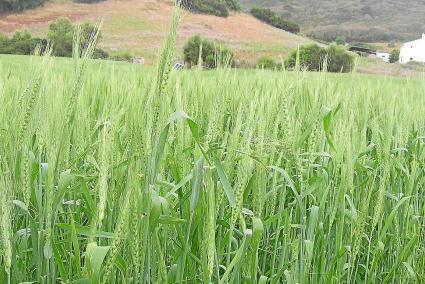 Xeixa, el blat talaiòtic. El lloc de la Marcona recupera aquest cereal autòcton de fa segles.