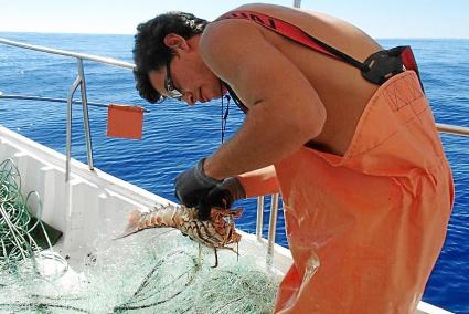 Los técnicos del IEO en Balears siguen la evolución de la pesca de langosta roja