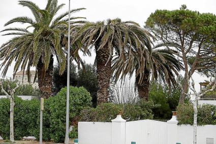 Palmeras infectadas por el insecto ‘Rhynchophorus Ferrugineus’, en Son Oleo (Ciutadella)