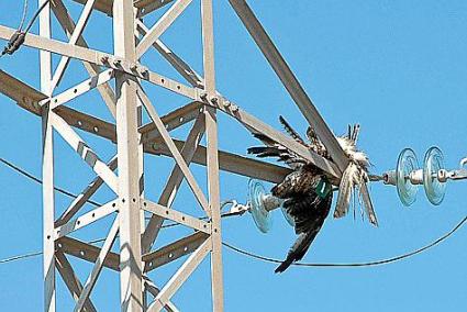 Ave atrapada en una torre eléctrica