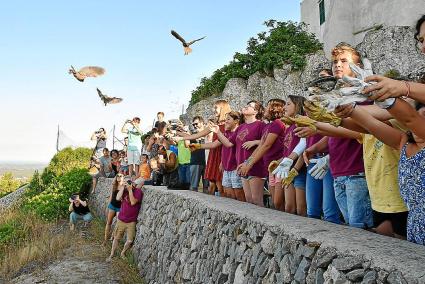 L’alliberaments dels mussols s’ha convertit en una festa pels voluntaris del GOB