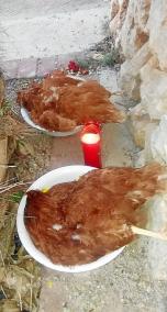 Las dos gallinas fueron encontradas en la zona de Dalt Sant Joan de Maó en dos cuencos de plástico y un cirio encendido y a medi