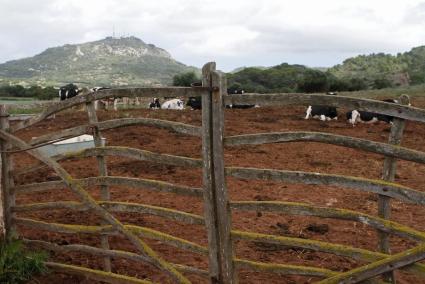 Parcela de la finca de Binillobet, una de las explotaciones en las que se ha llevado a cabo el análisis.