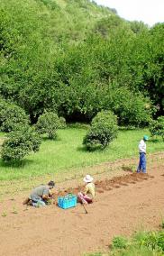 MENORCA. AGRICULTURA. Los frutos de la tierra en el Barranc d'Algendar: 200 árboles y 20 ocupados