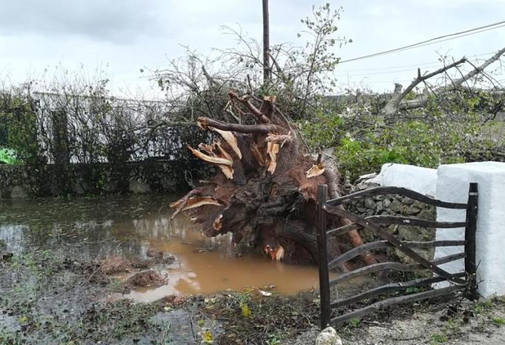 Así ha quedado un árbol tras el paso del cap de fibló en La Argentina