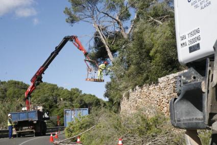 Miembros de la brigada de carreteras del Consell han trabajado para retirar restos de árboles de las vías