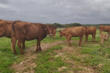 Imagen de algunas de las vacas rescatadas por el 112