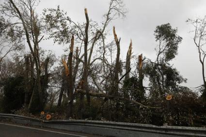 Árboles rotos en la carretera entre Maó y Fornells