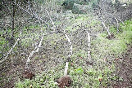 Árboles frutales arrancados por el ‘cap de fibló’ en el huerto de Matadones, en Alaior