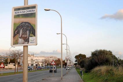 Imagen de los carteles con primeros planos de los perros que se han instalado en la Ronda