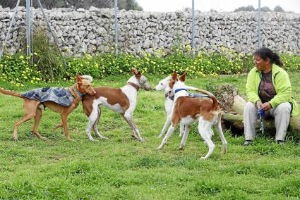 Cuatro podencos reunidos en el recinto para perros de la Vía Ronda, en Maó, disfrutaron del encuentro corriendo y jugando juntos