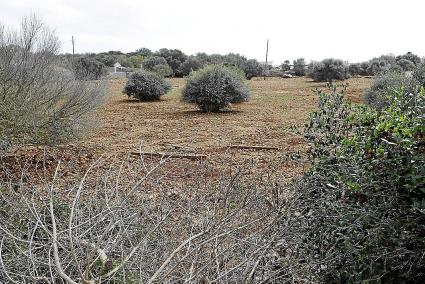 Terrenos nueva perrera Maó