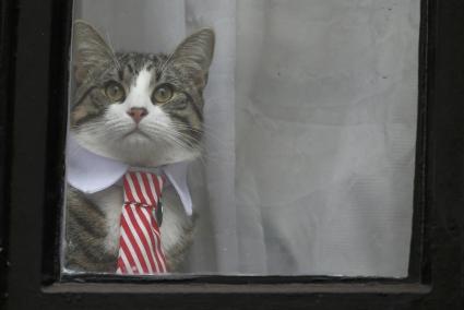 El gato de Julian Assange asoma por la ventana de la embajada de Ecuador en Londres