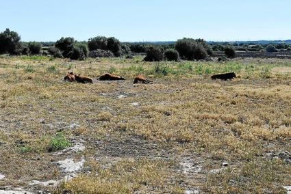 Al campo de Menorca apenas le queda pasto para el ganado cuando en esta época es normal que abunde.