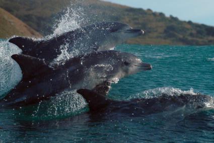 Imagen de archivo de delfines.