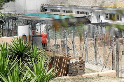 MAHON. ANIMALES. Conflicto entre adiestradores y la concesionaria de la perrera de Maó .