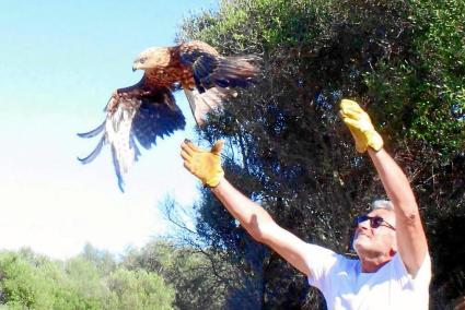 L’exemplar va ser rescatat d´un safareig on havia caigut i s’estava ofegant. Va ser tractat al Centre de Recuperació de Fauna Silvestre que gestiona al GOB. A la pàgina web del grup ecologista es poden veure imatges de l’alliberament d’aquest milà reial a la finca de Binissaida dels Barracons, que té acord de custòdia agrària amb el GOB.