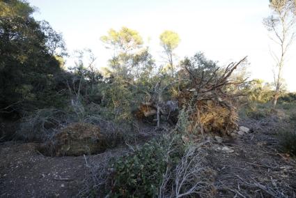 Árboles derribados por el episodio meteorológico del pasado 28 de octubre, en la finca de Santa Catalina