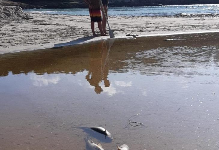 Imagen de un grupo de peces que yacen muertos.