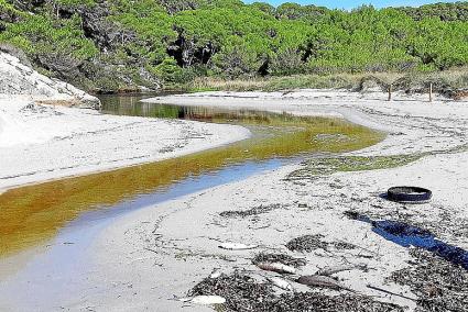 Peces muertos en la orilla del torrente de Trebalúger.