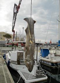 MAHON - Aparece el segundo tiburón en 4 meses en el puerto de Maó.